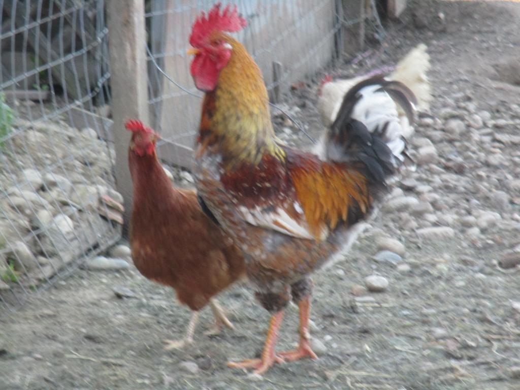 Stefflhof Βίλα Gabersdorf Εξωτερικό φωτογραφία